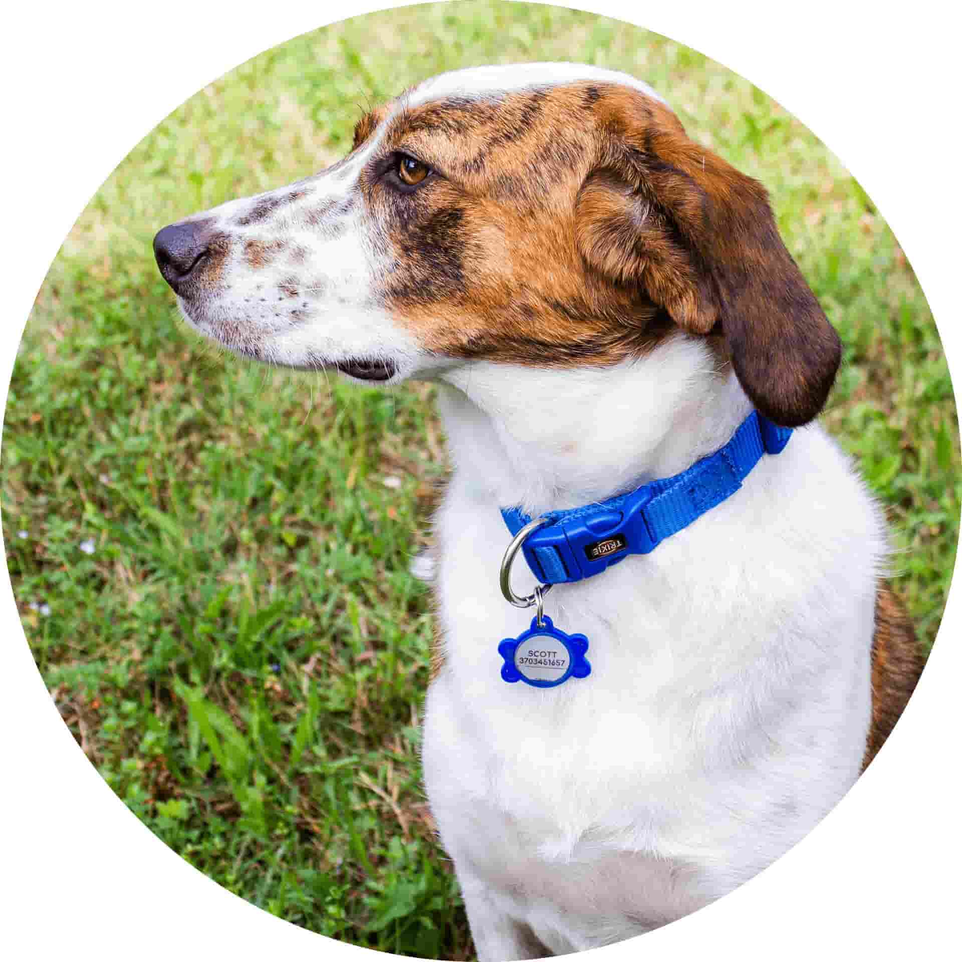 Unser Hund Scott – Stresstherapeut